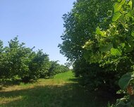 Qusar ş., Torpaq , 170 sot