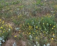 Sabunçu rayonu , Maştağa qəs., 12 sot