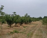 Xaçmaz ş., Torpaq , 1 otaq