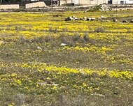 Xəzər rayonu , Dübəndi qəs., 9 sot