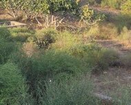 Sabunçu rayonu , Nardaran qəs., 25 sot