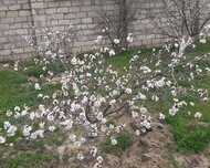 Oğuz ş., Torpaq , 12 sot