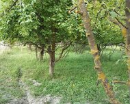 Quba ş., Torpaq , 20 sot