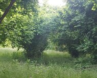 Qəbələ ş., Torpaq , 30 sot