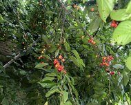 Quba ş., Torpaq , 10 sot