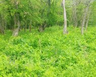 Qusar ş., Torpaq , 1 otaq