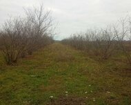 Xudat ş., Torpaq , 100 sot