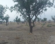 Abşeron rayonu , Novxanı qəs., 100 sot