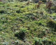 Quba ş., Torpaq , 14 sot