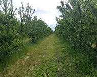 İsmayıllı ş., Torpaq , 1 otaq