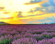 Qəbələ ş., Torpaq , 12 sot