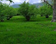 Qax ş., Torpaq , 6 otaq