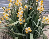 Ağdaş ş., Torpaq , 10 sot