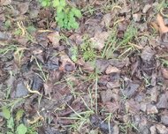 Quba ş., Torpaq , 2 otaq