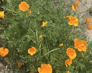 Xəzər rayonu , Şüvəlan qəs., 4 otaq