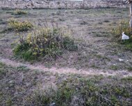 Sabunçu rayonu , Maştağa qəs., 25 sot