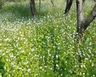 İsmayıllı ş., Torpaq , 29 sot