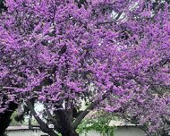 Nizami rayonu , 8-ci kilometr qəs., 2 otaq