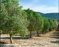 Qaradağ rayonu , Ələt qəs., 20 otaq