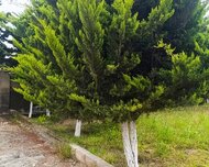 Sabunçu rayonu , Maştağa qəs., 7 sot