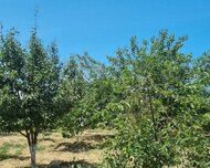 Sabunçu rayonu , Pirşağı qəs., 42 sot