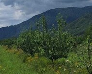 Quba ş., Torpaq , 12 sot