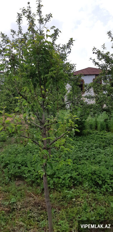 Qusar şəhərində 4 otaqlı Həyət evi / Villa Satılır, 100 m² Qusar şəhərində 4 otaqlı Həyət evi / Villa Satılır, 100 m²